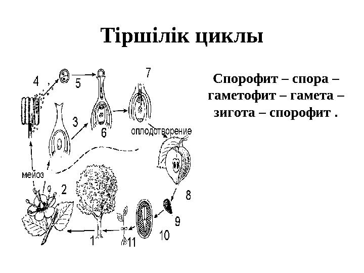 Тіршілік циклы Спорофит – спора – гаметофит – гамета – зигота – спорофит .