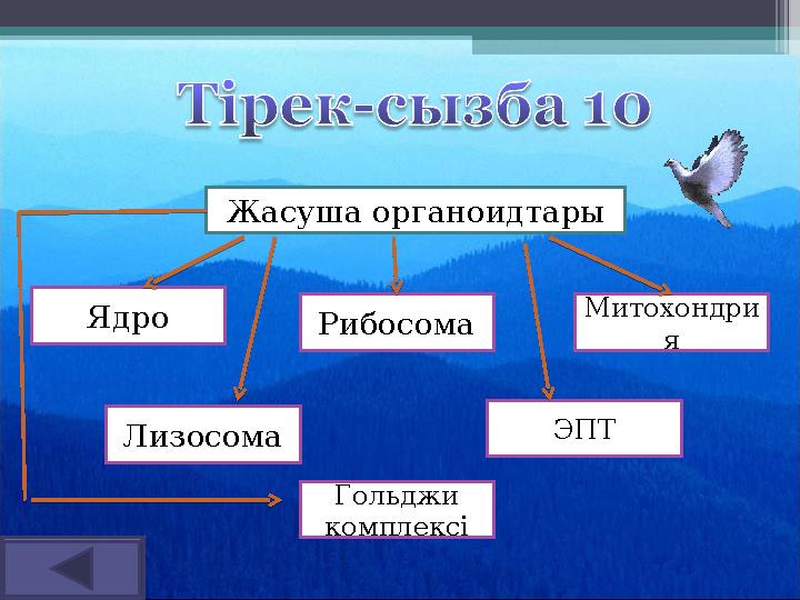 Жасуша органоидтары Ядро Рибосома Лизосома ЭПТ Митохондри я Гольджи комплексі