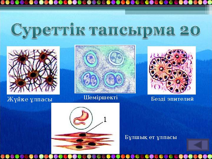 Жүйке ұлпасы Шеміршекті ұлпа Безді эпителий Бұлшық ет ұлпасы