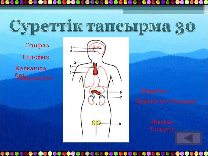 Гипофиз Эпифиз Қалқанша без Айырша без Ұйқыбез Бүйрек үсті бездері Жыныс бездері