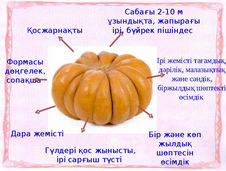 Қосжарнақты Дара жемісті Ірі жемісті тағамдық, дәрілік, малазықтық және сәндік, біржылдық шөптекті өсімдік Формасы дөңге