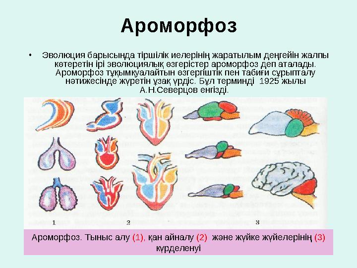 Ароморфоз • Эволюция барысында тіршілік иелерінің жаратылым деңгейін жалпы көтеретін ірі эволюциялық өзгерістер ароморфоз де