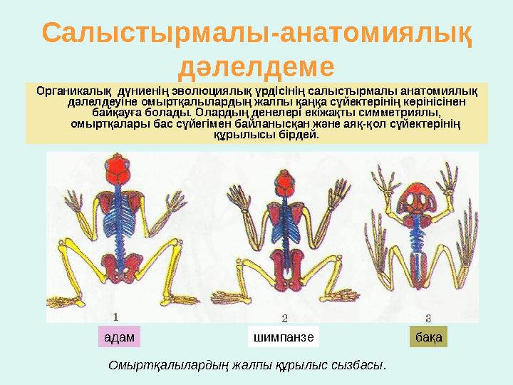 Салыстырмалы - анатомиялық дәлелдеме Органикалық дүниенің эволюциялық үрдісінің салыстырмалы анатомиялық дәлелдеуіне омыртқ
