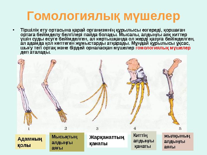 Гомологиялық мүшелер • Тіршілік ету ортасына қарай организмнің құрылысы өзгереді, қоршаған ортаға бейімделу белгілері пайда