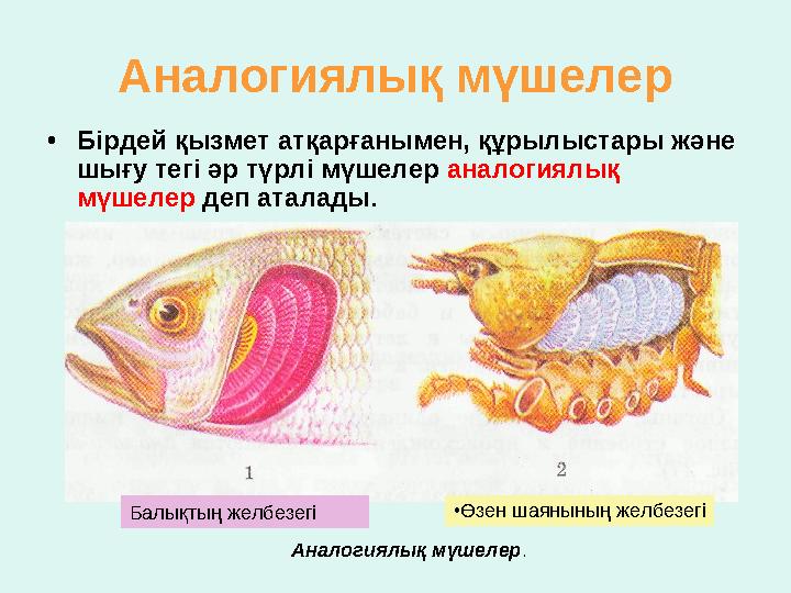 Аналогиялық мүшелер • Бірдей қызмет атқарғанымен, құрылыстары және шығу тегі әр түрлі мүшелер аналогиялық мүшелер деп ата