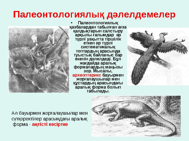 Палеонтологиялық дәлелдемелер • Палеонтологиялық қазбалардан табылған ағза қалдықтарын салстыру арқылы ғалымдар әр түрлі
