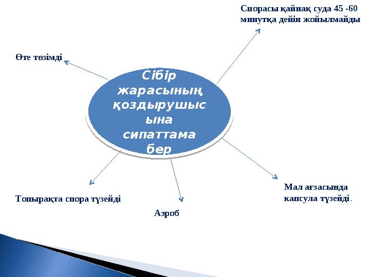 Сібір жарасының қоздырушыс ына сипаттама берӨте төзімді Спорасы қайнақ суда 45 -60 минутқа дейін жойылмайды Мал ағзасында
