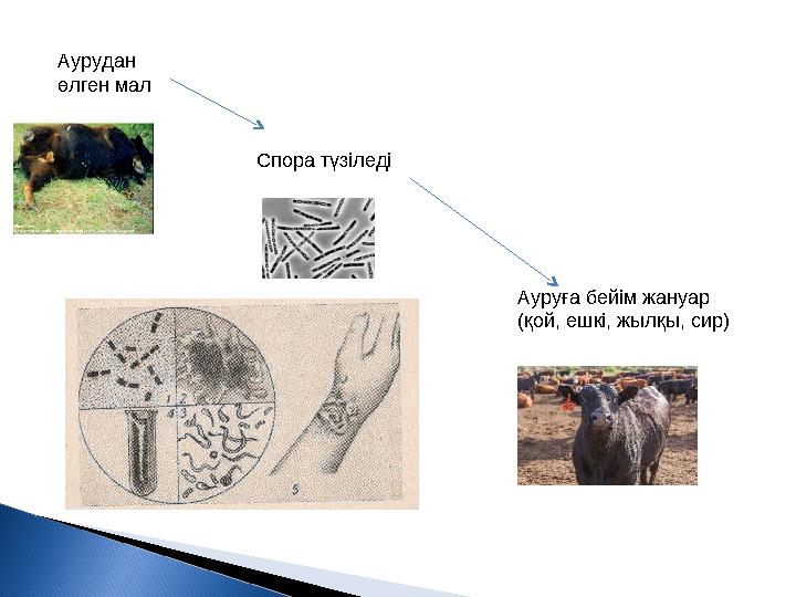Аурудан өлген мал Спора түзіледі Ауруға бейім жануар (қой, ешкі, жылқы, сир)