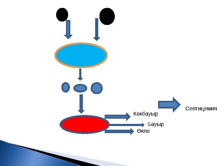 Көкбауыр Бауыр Өкпе Септицемия