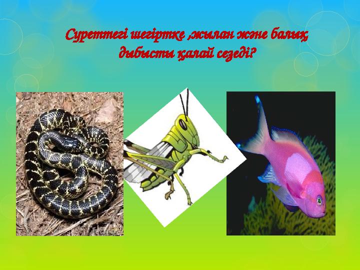 Суреттегі шегіртке ,жылан және балық дыбысты қалай сезеді?