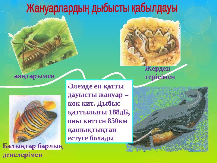 звуковые волны26 Әлемде ең қатты дауысты жануар – көк кит. Дыбыс қаттылығы 188дБ, оны киттен 850км қашықтықтан естуге бола