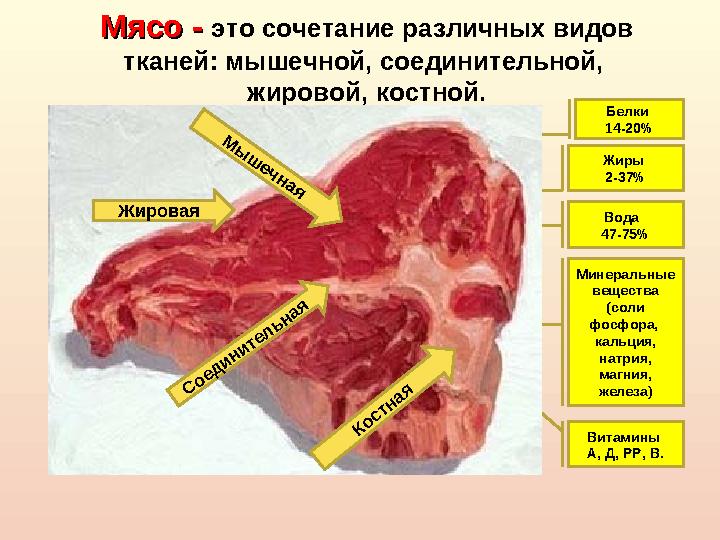 Мясо - Мясо - это сочетание различных видов тканей: мышечной, соединительной, жировой, костной. Белки 14-20% Жиры 2-37% Вод