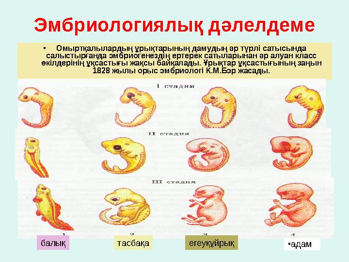 Эмбриологиялық дәлелдеме • Омыртқалылардың ұрықтарының дамудың әр түрлі сатысында салыстырғанда эмбриогенездің ертерек сатыл