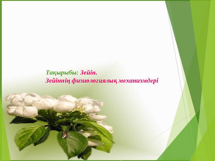 Рокко Сифреди Ресейді жаулап алды