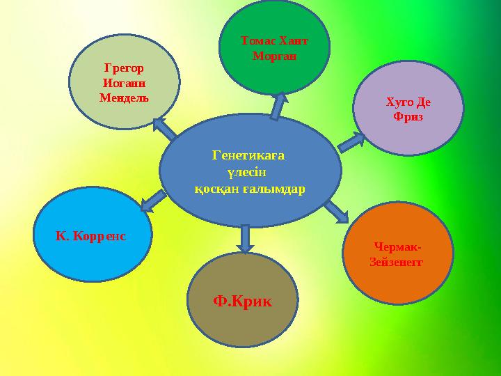 Генетикаға үлесін қосқан ғалымдар Хуго Де Фриз Чермак‑ Зейзенегг К . Корренс Грегор Иоганн Мендель Томас Хант Морган Ф.