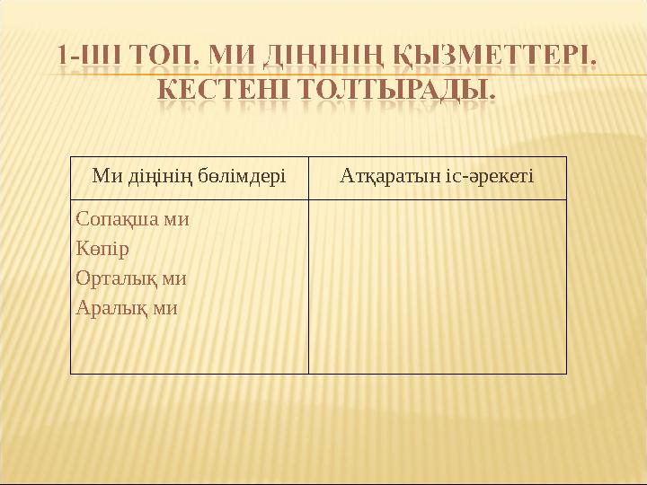 Ми діңінің бөлімдері Атқаратын іс-әрекеті Сопақша ми Көпір Орталық ми Аралық ми