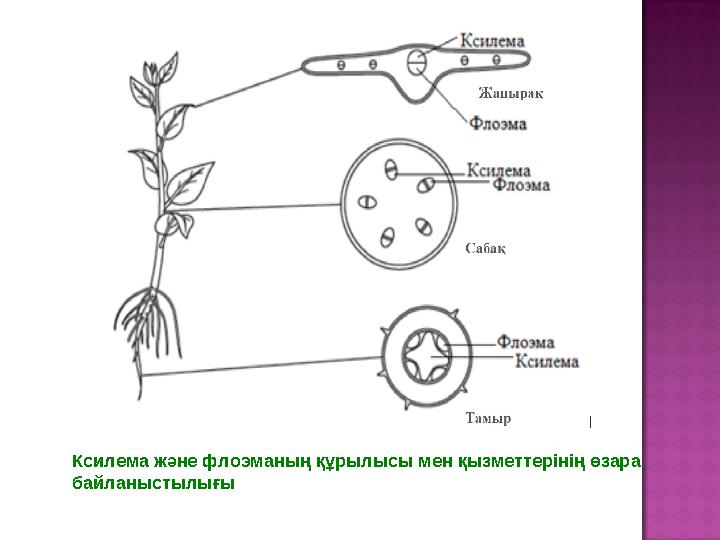 Ксилема және флоэманың құрылысы мен қызметтерінің өзара байланыстылығы