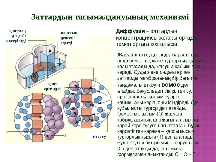 Заттардың тасымалдануының механизмі Диффузия – заттардың концентрациясы жоғары ортадан төмен ортаға қозғалысы Ж асушаның суды