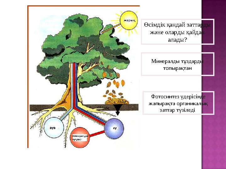 Өсімдік қандай заттарды және оларды қайдан алады? Минералды тұздарды топырақтан Фотосинтез үдерісінде жапырақта органикалық