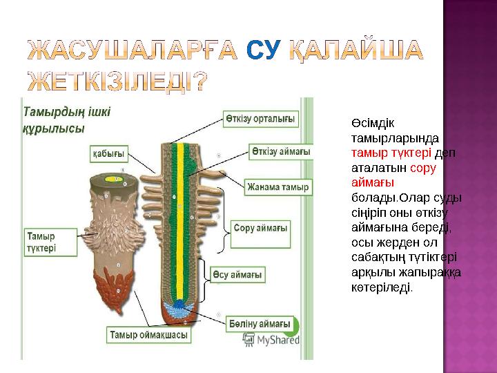 Өсімдік тамырларында тамыр түктері деп аталатын сору аймағы болады. Олар суды сіңіріп оны өткізу аймағына береді, осы