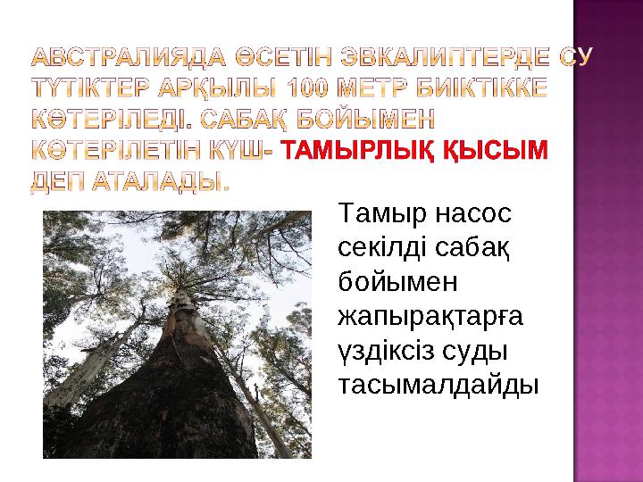 Тамыр насос секілді сабақ бойымен жапырақтарға үздіксіз суды тасымалдайды