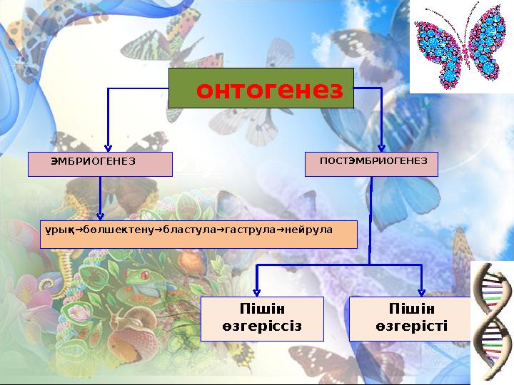 онтогенез ЭМБРИОГЕНЕЗ ПОСТЭМБРИОГЕНЕЗ ұрық→бөлшектену→бластула→гаструла→нейрула Пішін өзгеріссіз Пішін өзгерісті