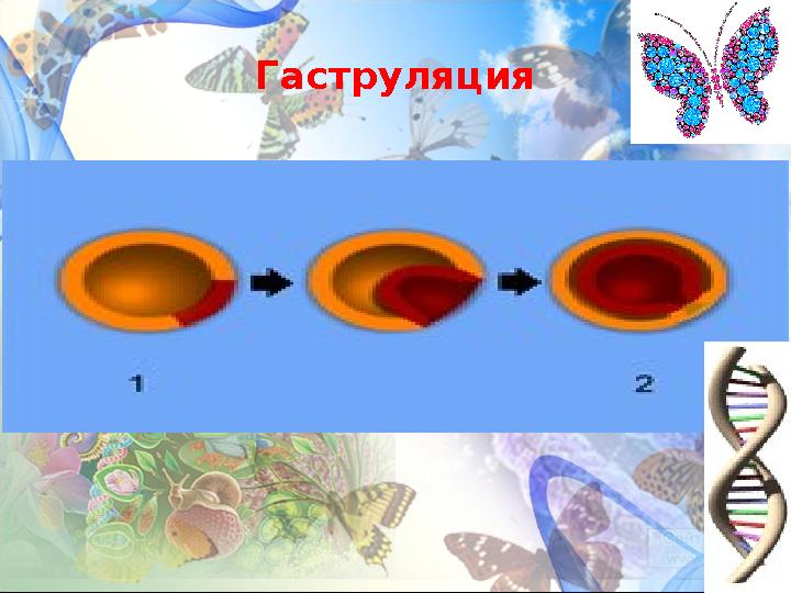 Гаструляция