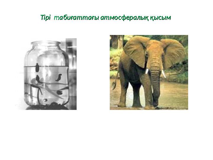 Тірі табиғаттағы атмосфералық қысымТірі табиғаттағы атмосфералық қысым