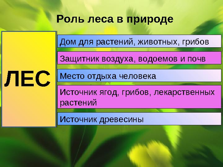 Роль леса в природе ЛЕС Дом для растений, животных, грибов Защитник воздуха, водоемов и почв Место отдыха человека Источник ягод