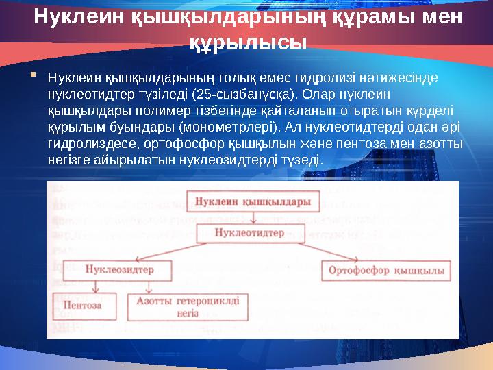 Нуклеин қышқылдарының құрамы мен құрылысы  Нуклеин қышқылдарының толық емес гидролизі нәтижесінде нуклеотидтер түзіледі (25-с