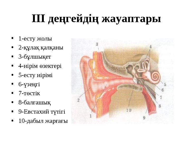 Жалаңаш әйел Ольга