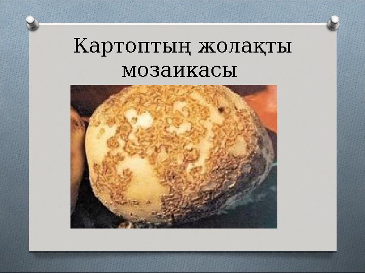 Картоптың жолақты мозаикасы