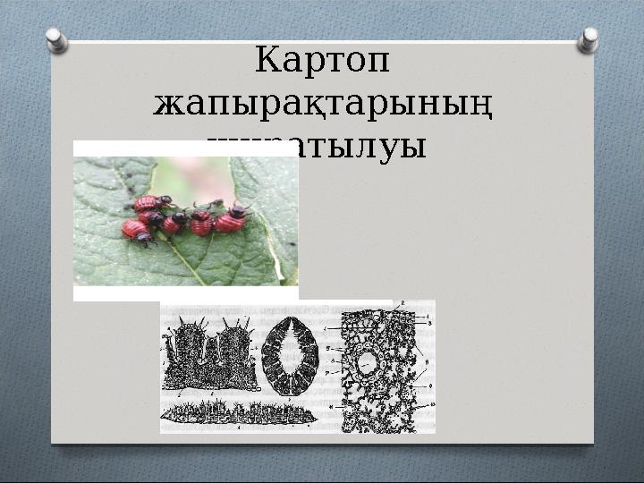 Картоп жапырақтарының ширатылуы