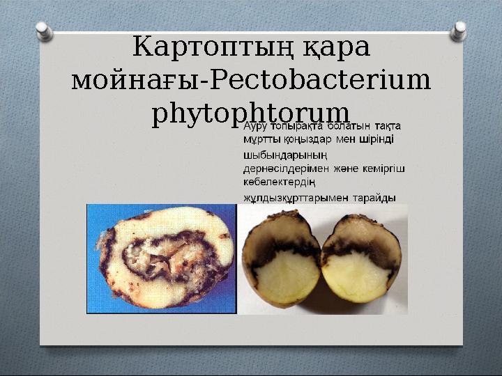 Картоптың қара мойнағы- Pectobacterium phytophtorum