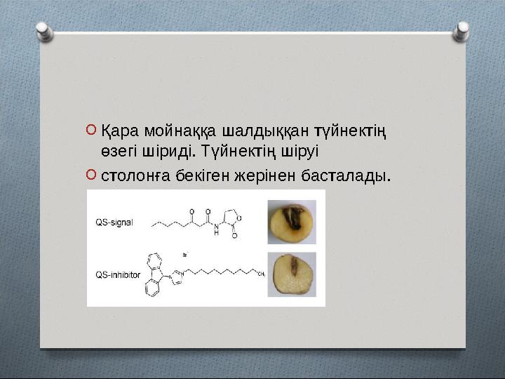 O Қара мойнаққа шалдыққан түйнектің өзегі шіриді. Т ү йнектің шіруі O столонға бекіген жерінен басталады.