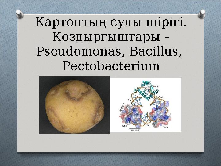 Картоптың сулы шірігі. Қоздырғыштары – Pseudomonas, Bacillus, Pectobacterium