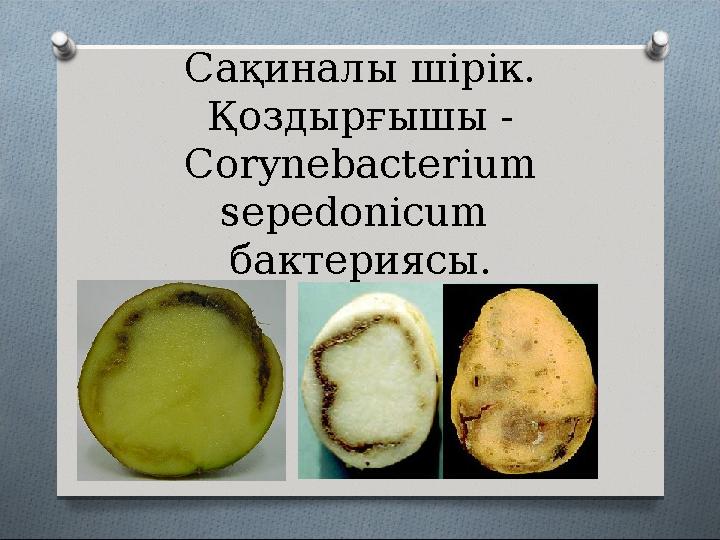 Сақиналы шірік. Қоздырғышы - Corynebacterium sepedonicum бактериясы.