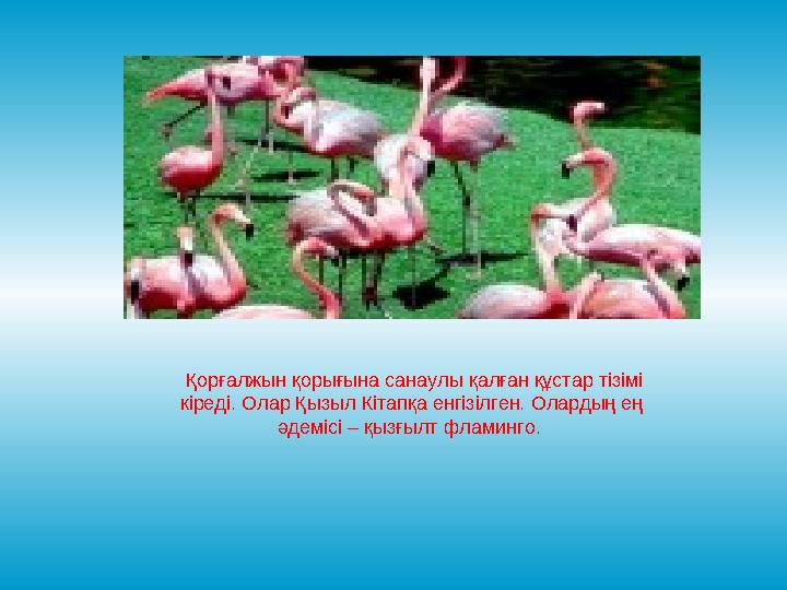 Қорғалжын қорығына санаулы қалған құстар тізімі кіреді. Олар Қызыл Кітапқа енгізілген. Олардың ең әдемісі – қызғылт фламинго