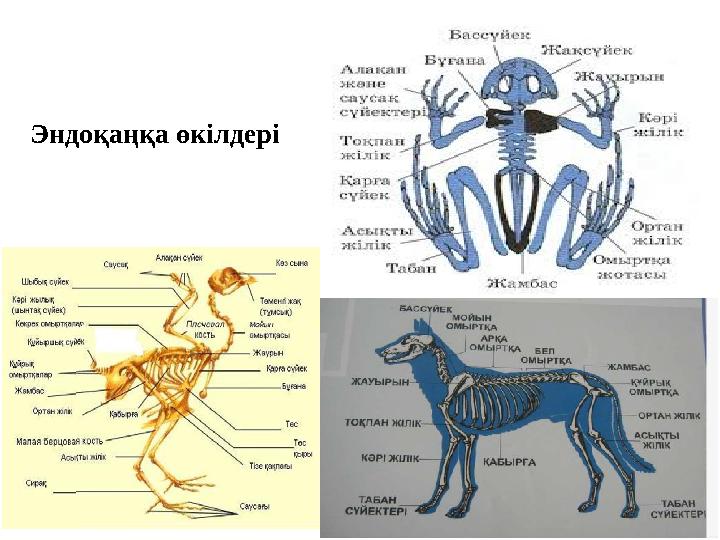 Эндоқаңқа өкілдері