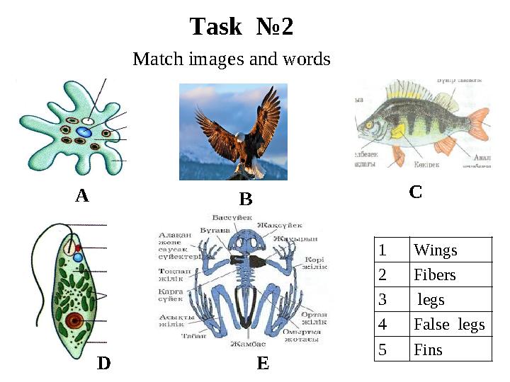 Task №2 A B C D E 1 Wings 2 Fibers 3 legs 4 False legs 5 Fins Match images and words