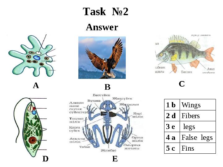 Task №2 A B C D E 1 b Wings 2 d Fibers 3 e legs 4 a False legs 5 c Fins Answer