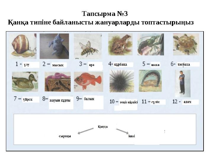 Тапсырма №3 Қанқа типіне байланысты жануарларды топтастырыңыз