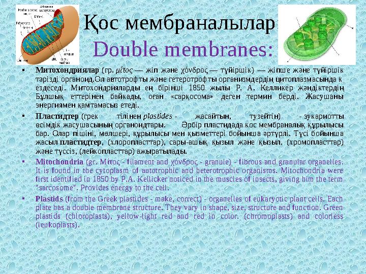 Қос мембраналылар: Double membranes : • Митохондриялар (гр. μίτος — жіп және χόνδρος — түйіршік) — жіпше және түйірші