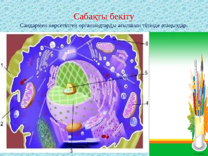 Сабақты бекіту Сандармен көрсетілген органиодтарды ағылшын тілінде атаңыздар.
