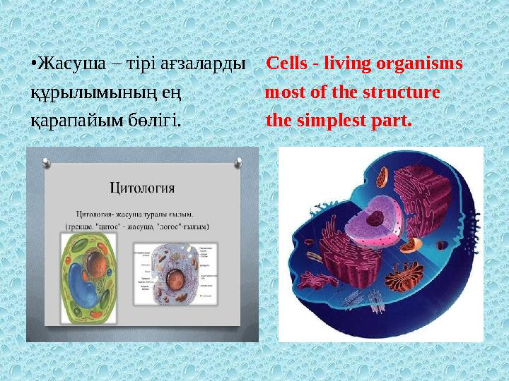 • Жасуша – тірі ағзаларды Cells - living organisms құрылымының ең most of the structure қарапайым бөлігі.