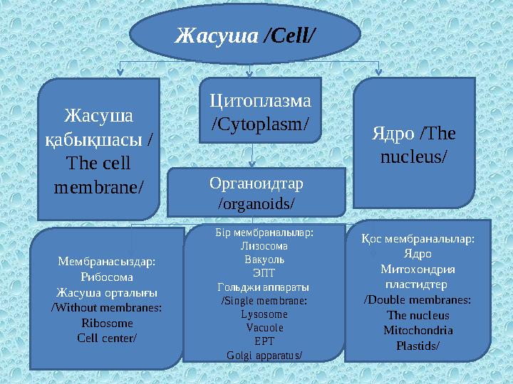 Жасуша / Cell / Ядро / The nucleus /Жасуша қабықшасы / The cell membrane / Цитоплазма / Cytoplasm / Органоидтар / organo