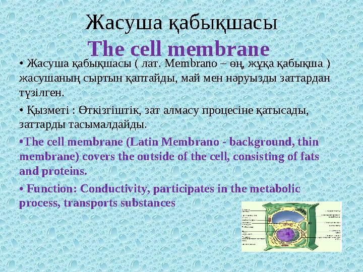 Жасуша қабықшасы The cell membrane • Жасуша қабықшасы ( лат. Membrano – өң, жұқа қабықша ) жасушаның сыртын қаптайды, май