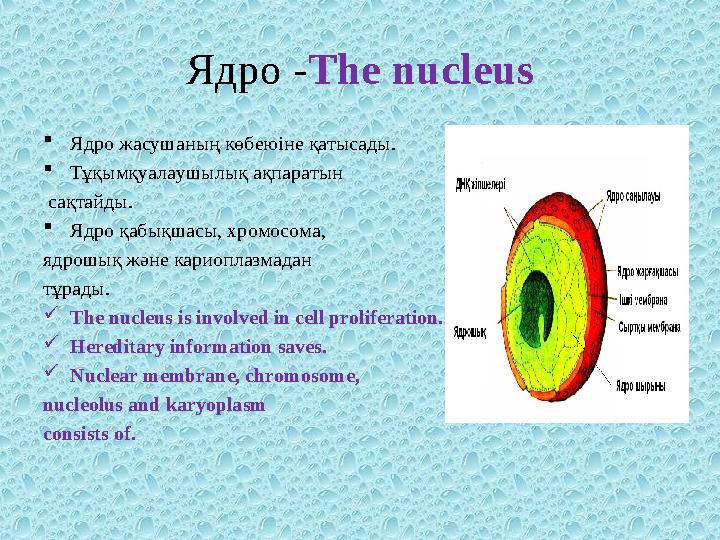 Ядро - The nucleus  Ядро жасушаның көбеюіне қатысады.  Тұқымқуалаушылық ақпаратын сақтайды.  Ядро қабықшасы, хромосома, я