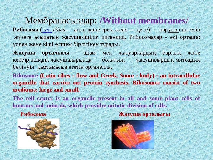 Мембранасыздар: / Without membranes / Рибосома ( лат. r і bes — ағыс және грек. some — дене) — нәр уыз синтезін жүзе