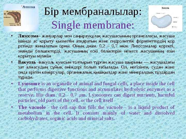 Бір мембраналылар: Single membrane: • Лизосома – жануарлар мен саңырауқұлақ жасушасының органелласы, жасуша ішінде ас қорыту